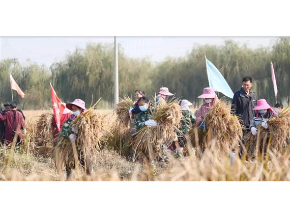 產(chǎn) 1326.77公斤！袁隆平第三代雜交水稻單產(chǎn)在我區(qū)再創(chuàng)世界紀(jì)錄