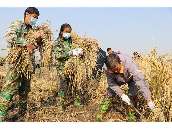 1326.77公斤，水稻種植單產(chǎn)世界新紀(jì)錄誕生！