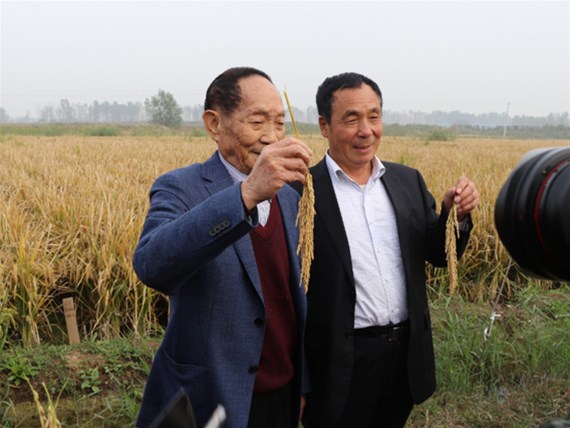 河北硅谷肥業(yè)有機(jī)硅水溶緩釋肥助力“超級(jí)稻”再創(chuàng)世界紀(jì)錄！